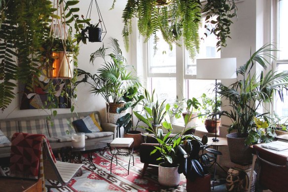 Touted for their many health benefits, indoor plants have returned to our homes with a vengeance.