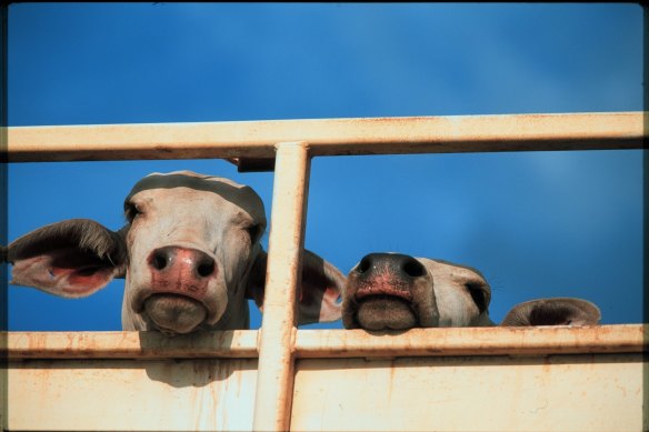 Institutional investors had a beef with cattle exporter Wellard.