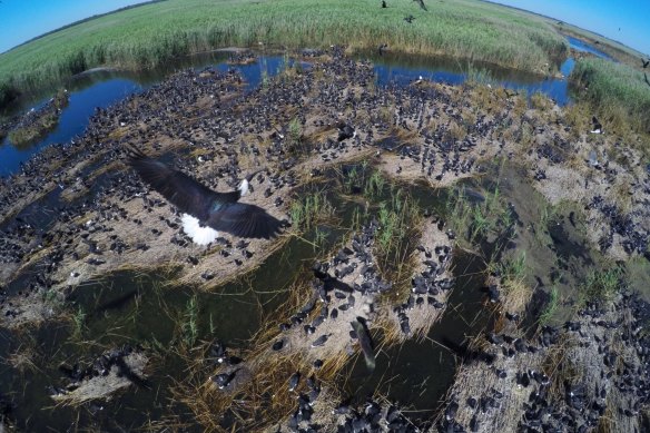 A weir at Gin Gin could hold back water that otherwise would have made it to the Macquarie Marshes - one of Australia's most important wetlands.