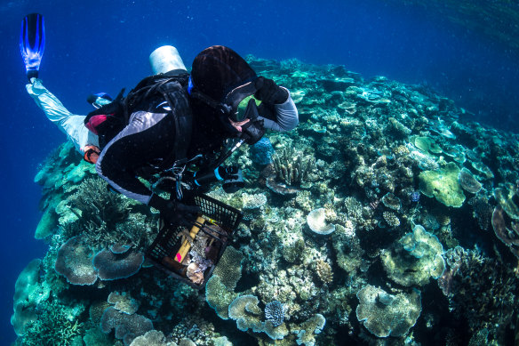 Scientists are tapping into advanced genetic research and uncovering a new level of complexity in coral reef ecosystems. 