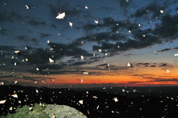 Bogong moths fill the night sky in the Brindabellas near Yass in NSW.