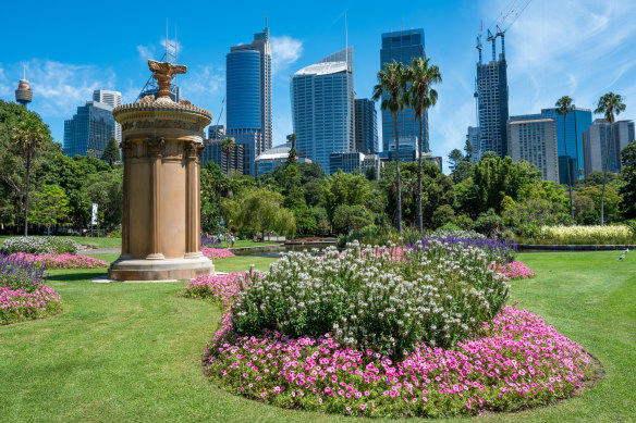 The grass at the Royal Botanic Garden in Sydney has "never looked so good".