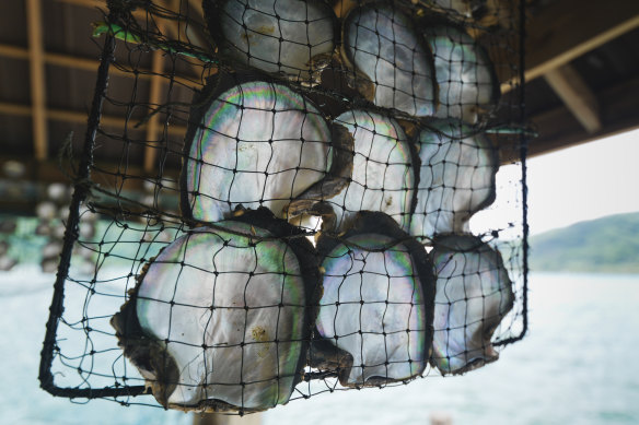 Oysters are hung in nets to protect them from predators.