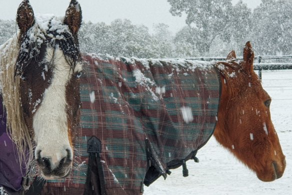 Horses brave the snow in Kyneton on Sunday.