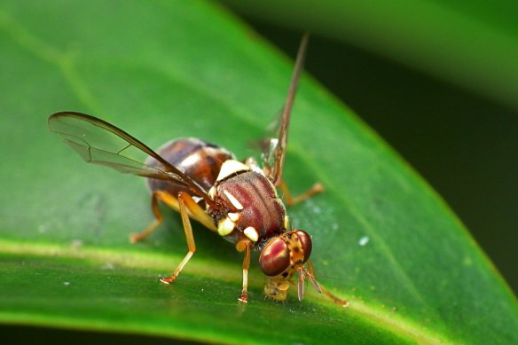 Spermidine has boosted the memory and lifespan of fruit flies, a commonly studied insect. 