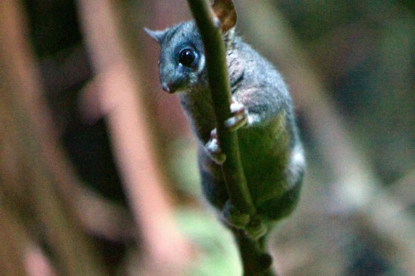 A leadbeater's possum at Victoria's Healesville Sanctuary.