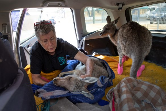 Wildlife caregiver Rosemary Austen adjusts a sedated fire-burnt kangaroo after a visit to the veterinarian in February in NSW.