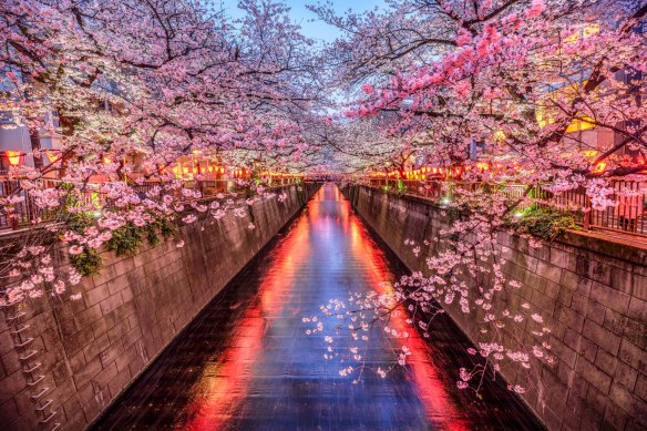 这是一年中去日本赏樱花的最佳时间。