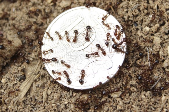 Confirmed reports of fire ant nests have been steadily increasing in Brisbane.