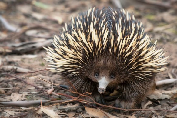 Echidnas destroy bull ant nests while feeding, leading to strong selection pressures for the ants to find a way to fight back, researchers say.