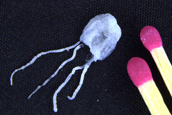 A tiny but deadly fully grown irukandji jellyfish.