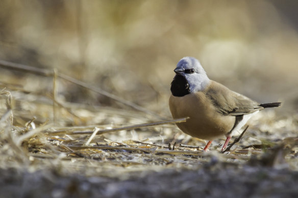 The first official count of endangered black-throated finch at the Carmichael coal mine site shows numbers have dropped from 1026 to 185. The mine company says the drop is seasonal, linked to the drought and fewer surveys.