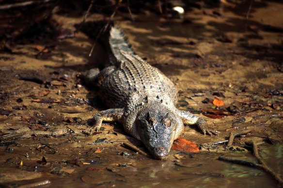 Feeding crocodiles, even small ones, is risky because they become used to people and will always approach (file image).