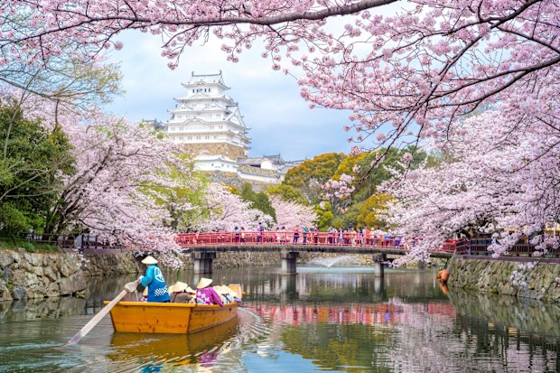 Experiencing hanami (cherry blossom viewing) at Japan’s historic Himeji Castle.