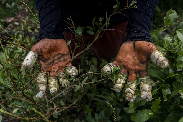 Cocaine growers in Colombia give up as coca prices plunge 75 per cent