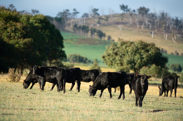 Australia and Brazil target Us beef market