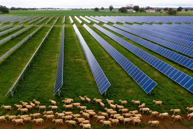 A solar farm in Dubbo doubles as  a grazing ground for sheep.