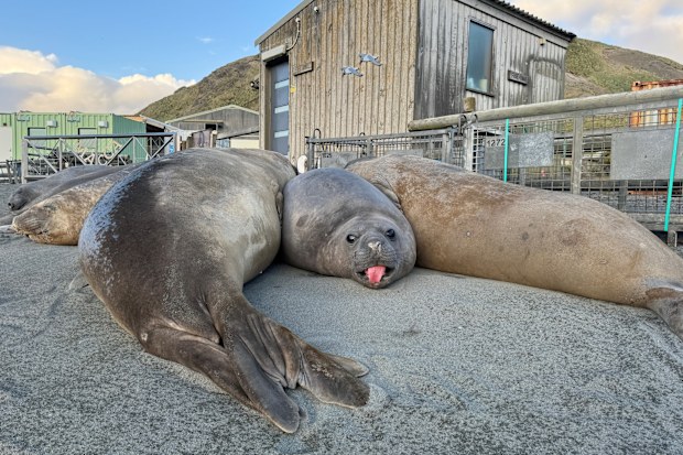 Three big elephant seals at Macquarie Island station.