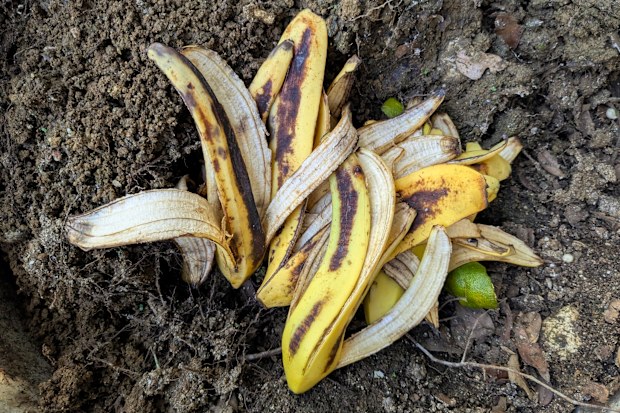 Banana peels on dark garden soil.