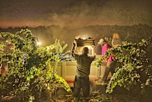 Harvest at Birichino.
