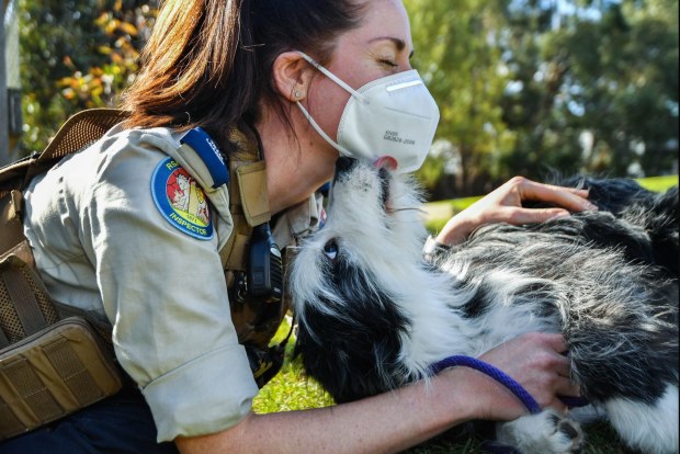 Rspca rescue hot sale