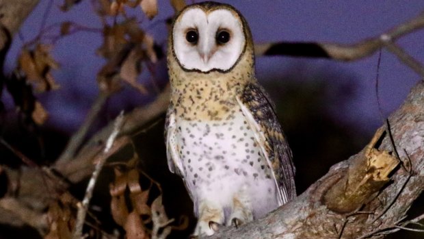 Dead owls are piling up in my freezer: Perth scientists take a stand