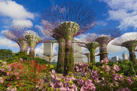 The beautifully surreal Supertrees at Gardens by the Bay.