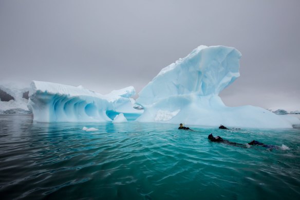Polar snorkelling is one of the most unique ways to experience Antarctica.