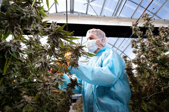 Australian Natural Therapeutics Group CEO Matthew Cantelo among marijuana plants in NSW.