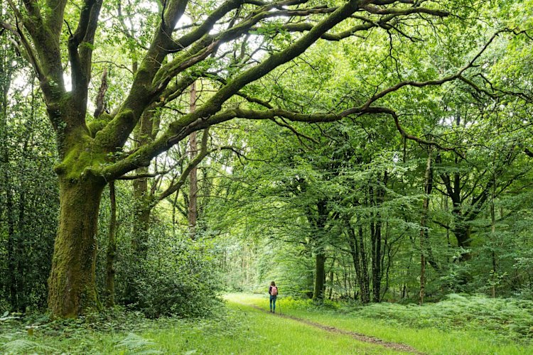 2BKREFG France, Ille-et-Vilaine, Paimpont, walker in the Broceliande forest Credit: Alamy
one time use for Traveller only
FEE APPLIES
traveller 10 most magical forests brian johnston

