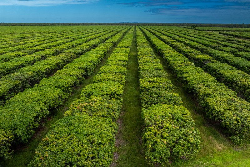 Huge mango farming operation in NT for sale by receivers