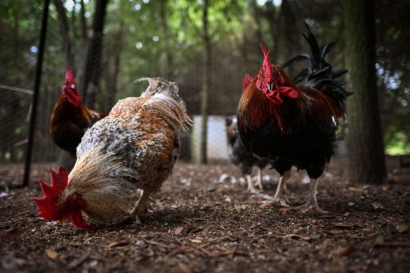 Milking Yard Farm in Trentham has permanently closed due to the pressure of finding ways to process its chickens.