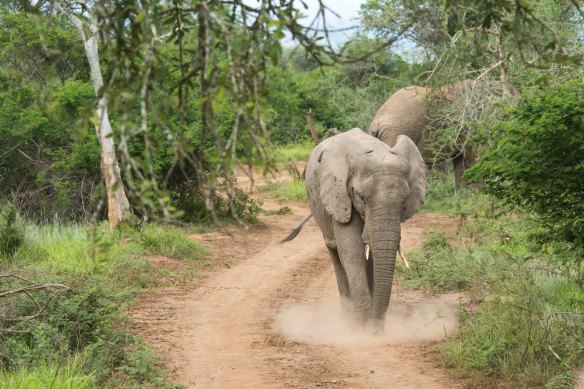 Chasing African Elephant in Akagera, Rwanda. sundec1cover
iStock
TRAVELLER
Where the eco-warriors go
By Louise Southerden
reuse permitted for print and online
