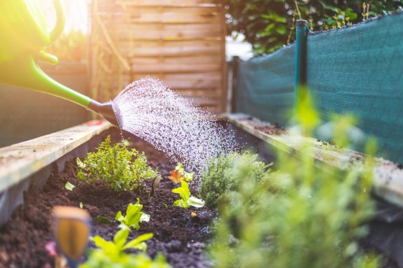 Don’t overwater your herb garden. 