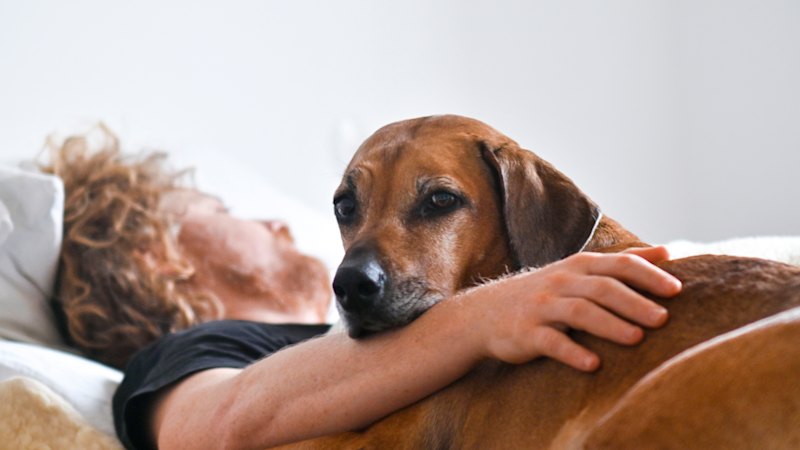 Exactly how bad is it to sleep with your pet? Experts weigh in