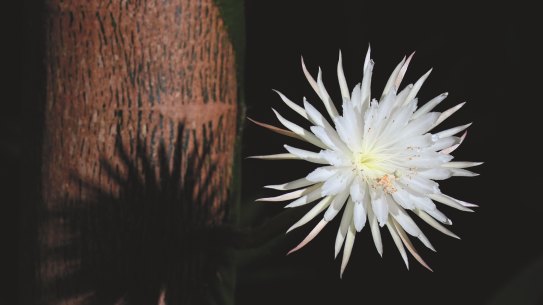 International viewers were transfixed by the once-a-year blooming of this rare quixotic cactus flower 