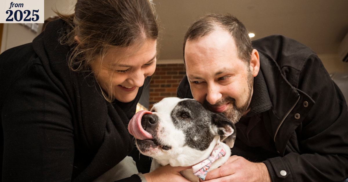 Melbourne dog adoption: The breeds flooding Victorian animal shelters