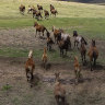 ‘We can’t ignore this problem any more’: Aerial shooting of feral horses reconsidered
