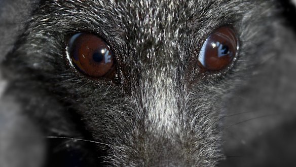 The Black flying fox. Despite cute looks, it can harbor lethal diseases.