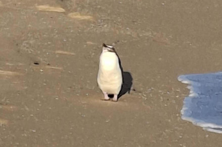 The exhausted penguin found at Ninety Mile Beach, near Lakes Entrance.