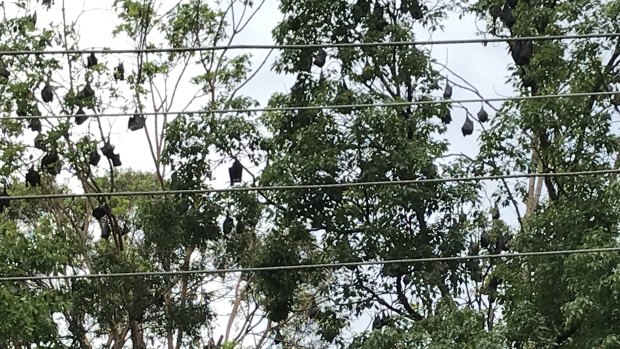 Around 5000 flying foxes are living in trees above residents' backyards in Brian Morrison Drive, Albany Creek.