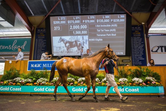Big studs could be locked out of Queensland for next week's Magic Millions broodmare sale.