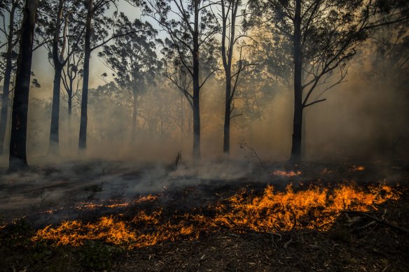 A bushfire burns in South Taree this week.