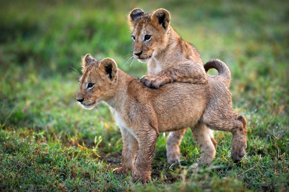 Two baby lion kings on the Botswanan wetlands.