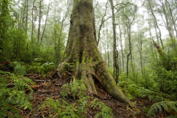 Mountain Ash in the Toolangi State Forest. 