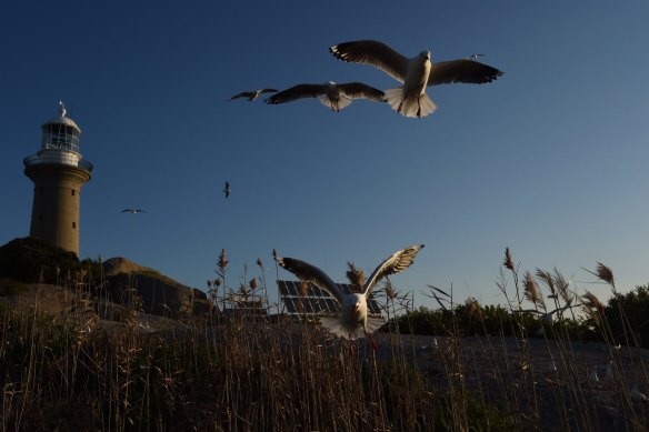 Montague island scenes.