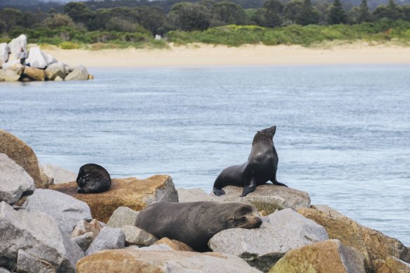 Fur seals on the Narooma breakwater in happier times.