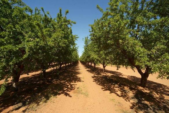 Almond fruit grows on almond trees at a Select Harvest farm near Wemen, Victoria.