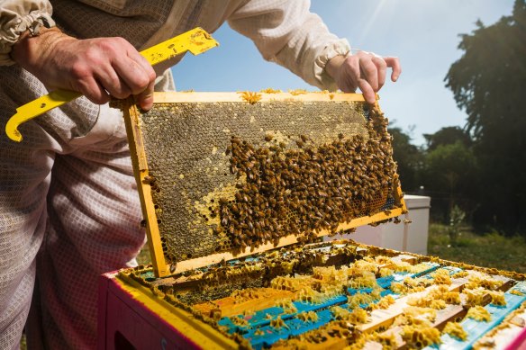 Professional beekeepers will be allowed to continue working from Queensland national parks for 20 more years.
