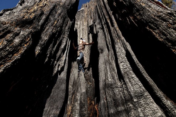 Ashtyn Perry, 13, climbs a scorched sequoia tree in Sequoia Crest, California. 